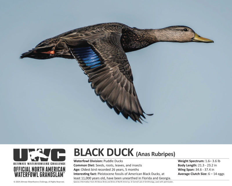 UWC BLACK DUCK WATERFOWL POSTER