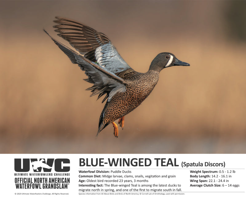 UWC BLUE-WINGED TEAL WATERFOWL POSTER