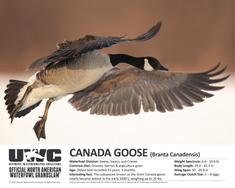 UWC CANADA GOOSE WATERFOWL POSTER