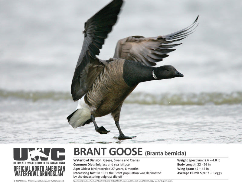 UWC BRANT GOOSE WATERFOWL POSTER