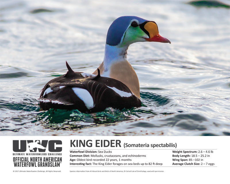 UWC KING EIDER WATERFOWL POSTER