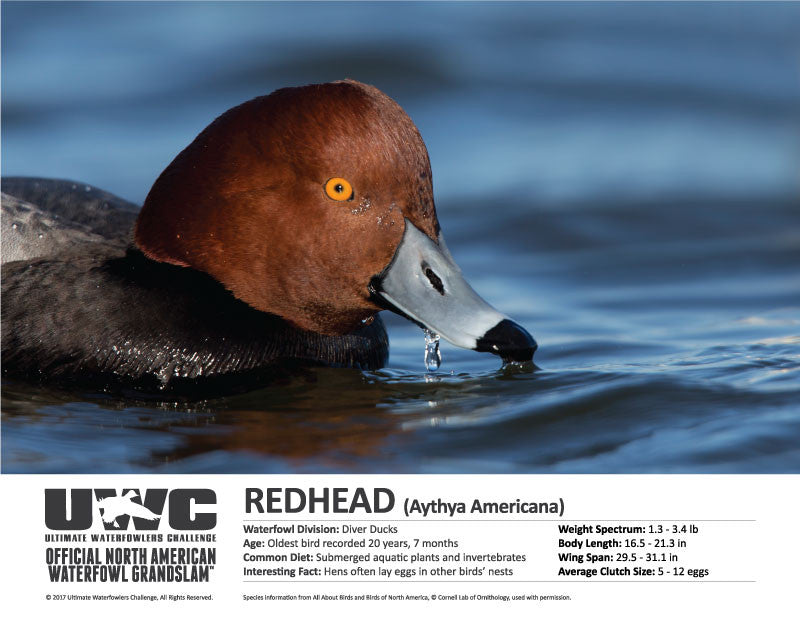 UWC REDHEAD WATERFOWL POSTER