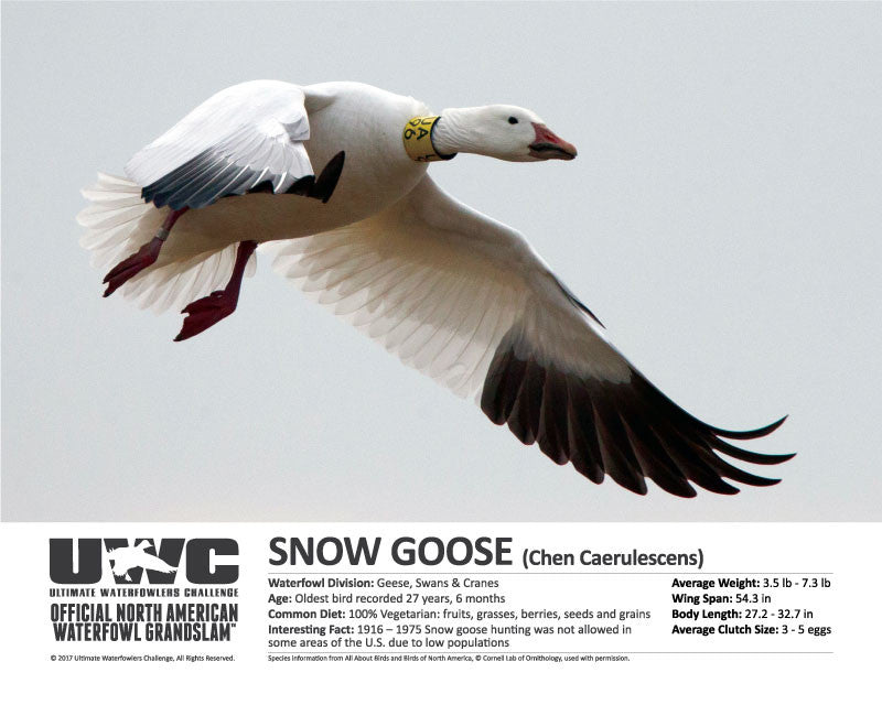 UWC SNOW GOOSE WATERFOWL POSTER