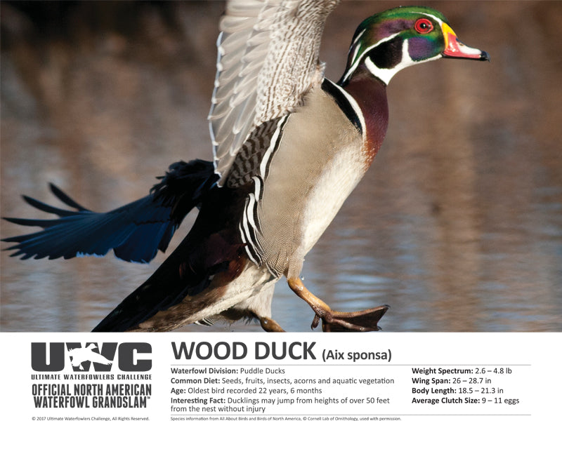 UWC WOOD DUCK WATERFOWL POSTER