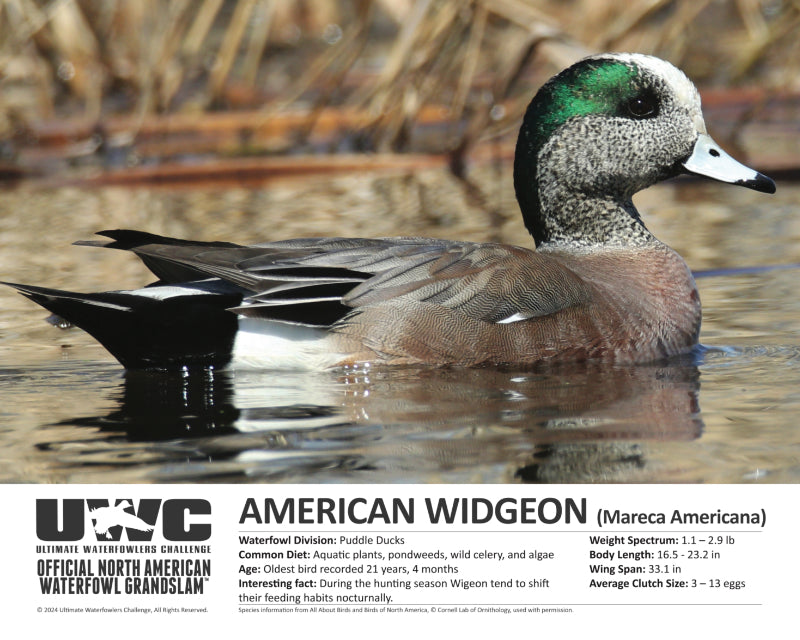 UWC AMERICAN WIGEON WATERFOWL POSTER