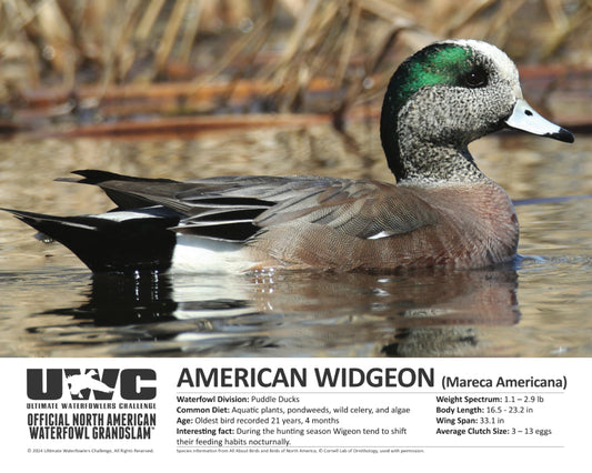 UWC AMERICAN WIGEON WATERFOWL POSTER