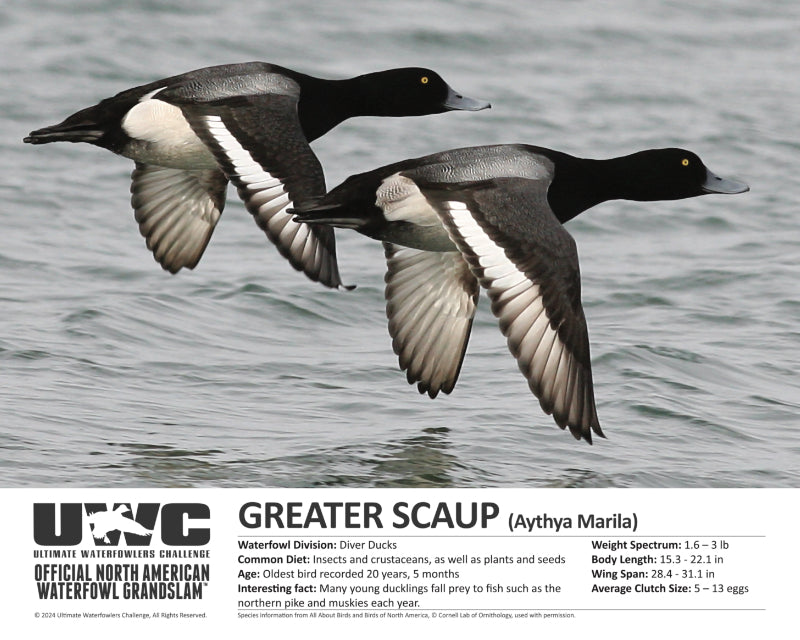 UWC GREATER SCAUP WATERFOWL POSTER