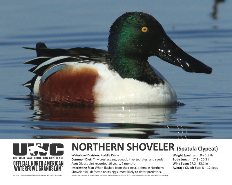 UWC NORTHERN SHOVELER WATERFOWL POSTER