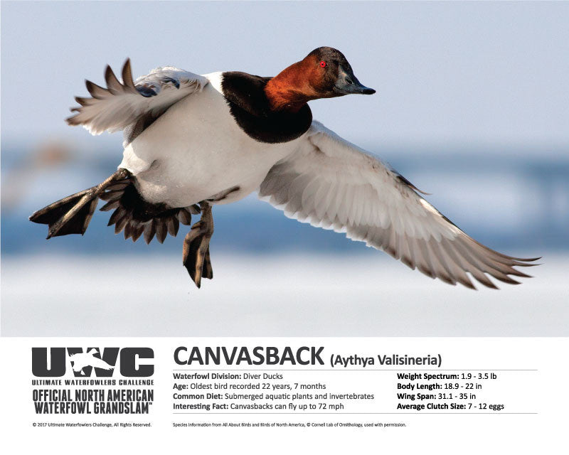 UWC CANVASBACK WATERFOWL POSTER