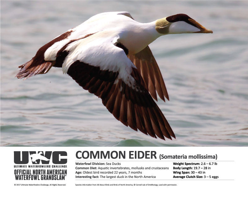 UWC COMMON EIDER WATERFOWL POSTER