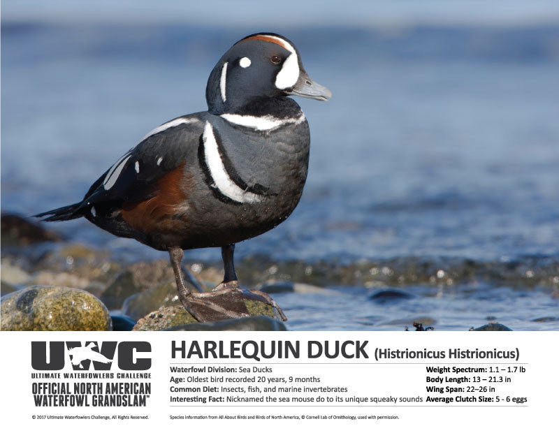 UWC HARLEQUIN WATERFOWL POSTER
