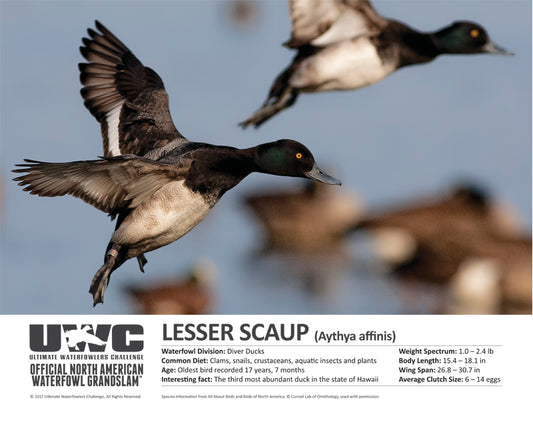 UWC LESSER SCAUP WATERFOWL POSTER
