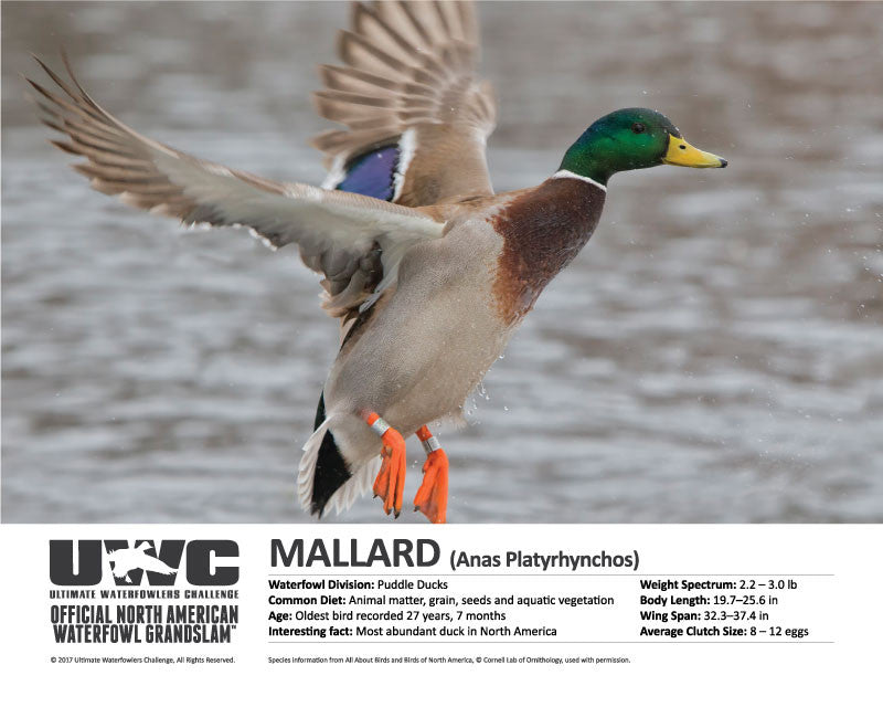 UWC MALLARD WATERFOWL POSTER