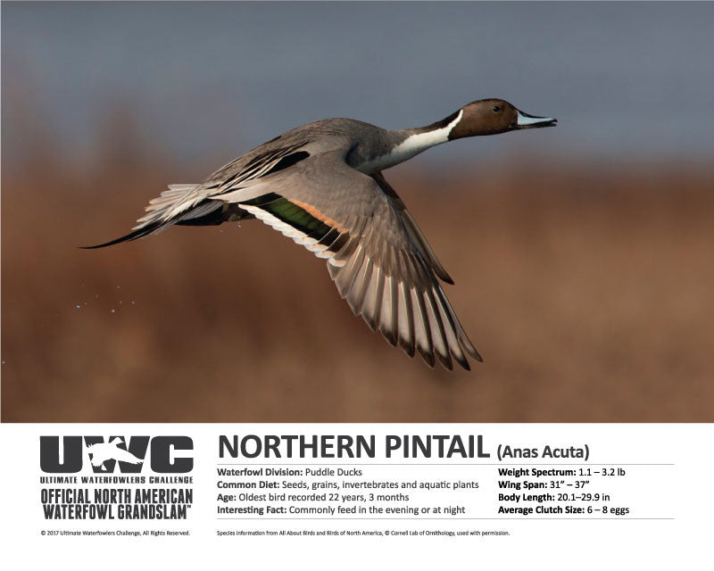 UWC NORTHERN PINTAIL WATERFOWL POSTER
