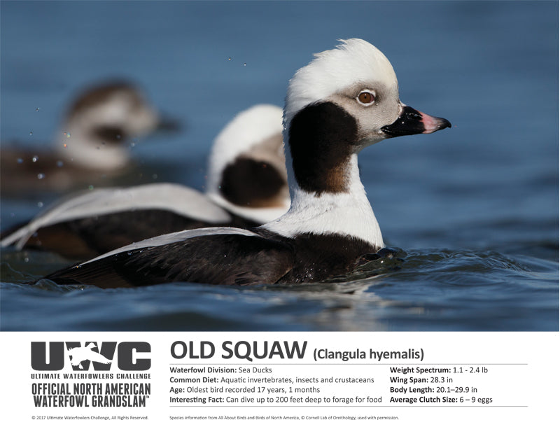 UWC OLD SQUAW WATERFOWL POSTER